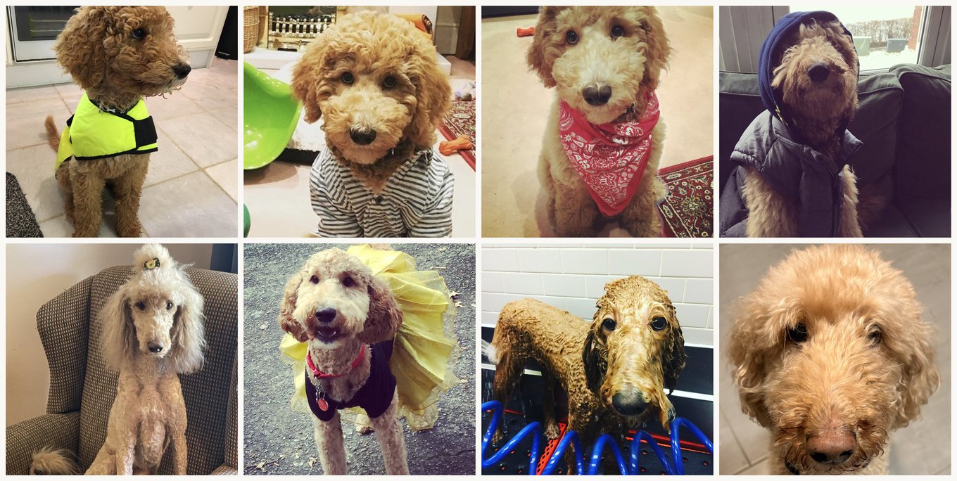 Eight photos of Lizzie, a poodle, showing her at different ages, with different haircuts and outfits.
